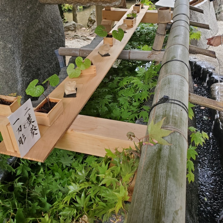 上賀茂神社境内のフタバアオイ