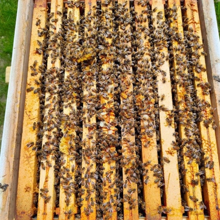 Alsachim SASが管理するミツバチの巣箱