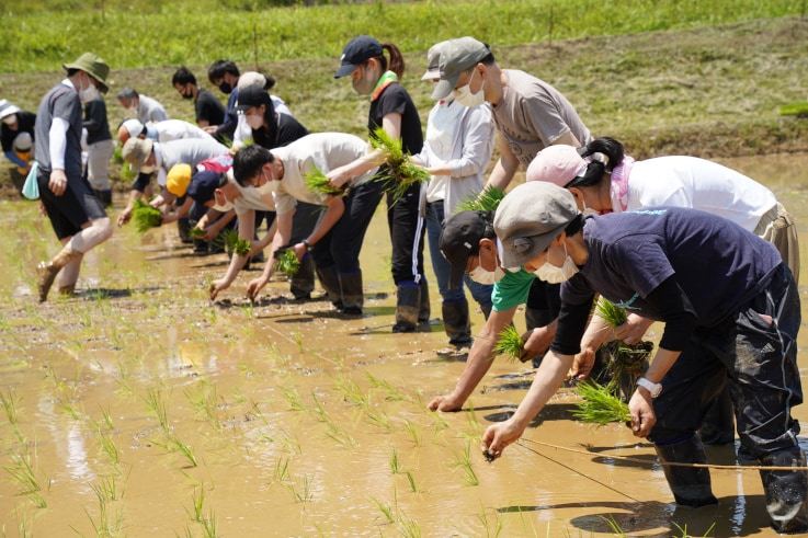 田植えを体験する島津製作所のメンバー