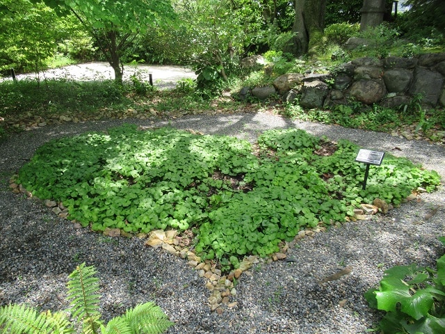 「島津の森」のフタバアオイ