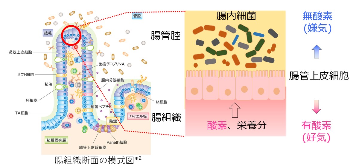 腸管上皮細胞にのみ触れる部分を有酸素、腸内細菌に触れる部分を無酸素とすることで 共培養を実現した