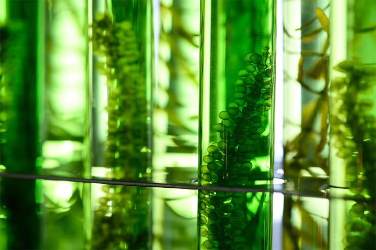 水素酸化細菌
